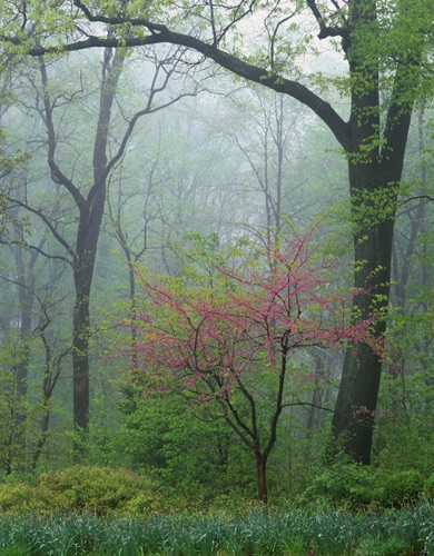 Redbud, Reeves-Reed Arboretum, Union County, NJ (MF).jpg